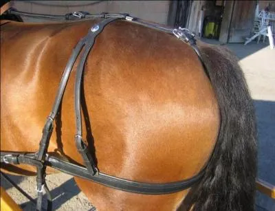 La photo reprsente une courroie de cuir permettant la retenue de l'lment tract : elle intervient pour le freinage en descente ou le recul. Elle est relie par les courroies de reculement soit aux brancards, soit  la bricole ou au collier d'paule... Comment s'appelle cette pice du harnachement ?