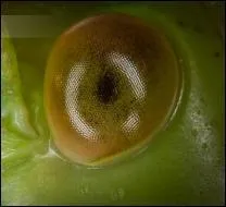 Quels insectes couvrirent toute la surface du pays et dtruisirent les rcoltes ?