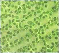 Quels animaux montrent et couvrirent l'Egypte ?