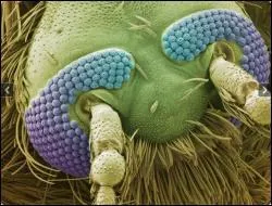 En quels insectes la poussire du sol se changea-t-elle ?