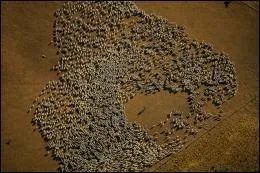 Quels animaux domestiques moururent en masse ?