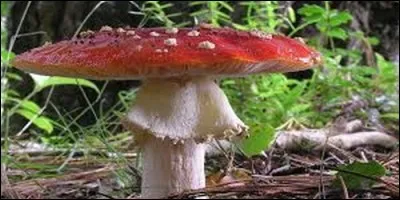 Que possède une amanite ?
