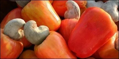 Quel est l'autre nom de la noix de cajou ?