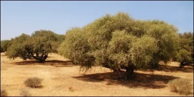 Où trouve-t-on l'arganier ?