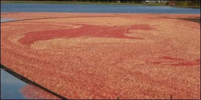 Que trouve-t-on dans une atocatière ?