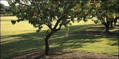 A quelle famille appartient l'abricotier ?