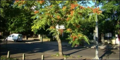 A quelle famille appartient l'ailante ?