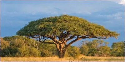 Comment appelle-t-on les fruits de l'acacia ?