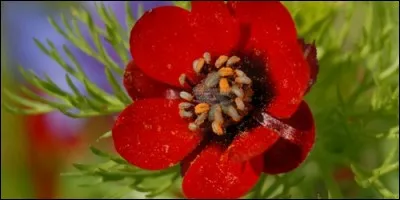 Cette Renonculacée se nomme :