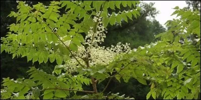 A quelle famille appartient l'aralia ?
