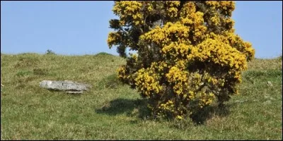 Quel est le genre de l'ajonc ?