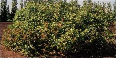 Quelle est la définition de l'arbrisseau ?