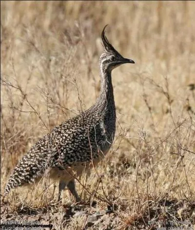 Le tinamou lgant est-il un oiseau aptre ?
