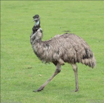 Dans quel pays vit l'meu ?