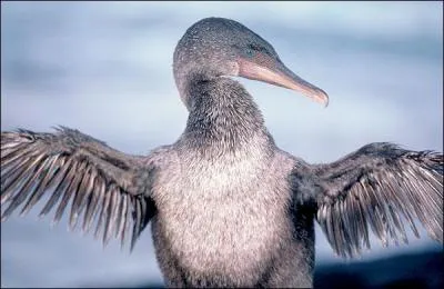 Le cormoran aptre est incapable de voler, par quoi compense t-il cette incapacit ?