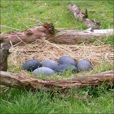 De quelle couleur sont les ufs d'meu ?