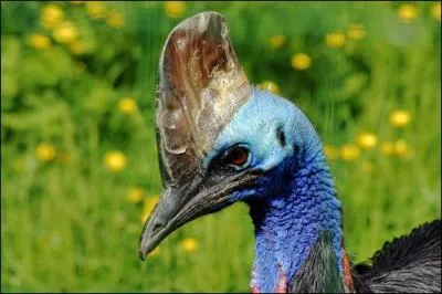 De quoi se nourrit principalement le casoar  casque ?