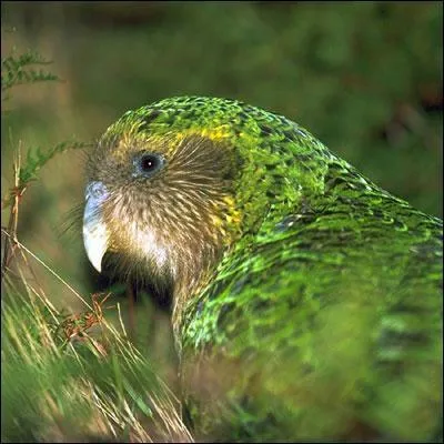 Quel est le statut du strigops kakapo (un perroquet aptre) ?