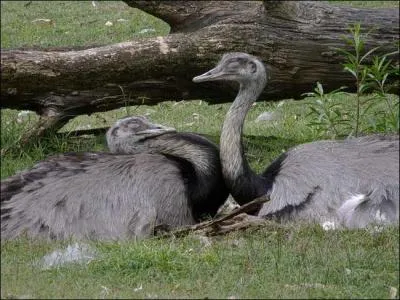 Chez le nandou, qui couve les ufs ?