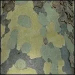 Revenons dans nos contres, o l'on rencontre aussi de trs belles corces. On dirait une toile d'art abstrait, vous ne trouvez pas ?