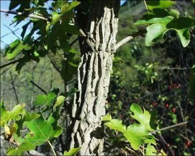 Arbre robuste et peu exigeant de nos campagnes, qu'on peut aussi utiliser en haies vu sa bonne tolrance  la taille.