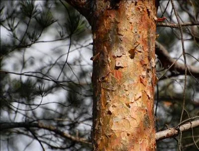 Quel est ce conifre  l'corce ocre-rouge, dont les vieux sujets prsentent une couronne en forme de parasol irrgulier ?