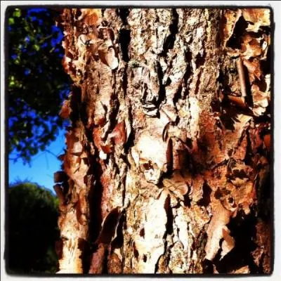 Il se plat prs des rivires et dans les zones humides, et son corce est plus sombre que les autres varits de son espce.