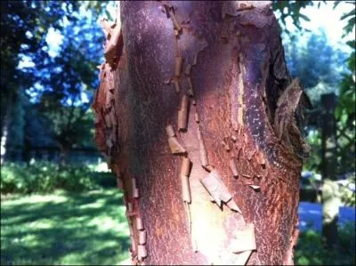 Splendide petit arbre qui prend tout son temps pour pousser.