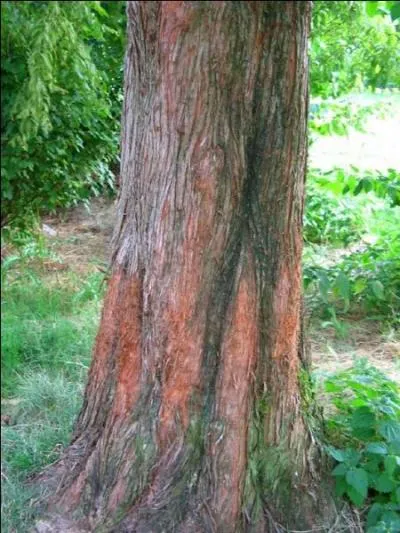 Un des rares conifres  feuilles caduques ; ses feuilles prennent une teinte rouge cuivre ou rose en automne.
