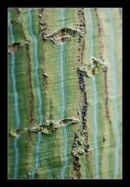 Quel nom gnrique donne-t-on  ces diffrentes espces d'rables ?