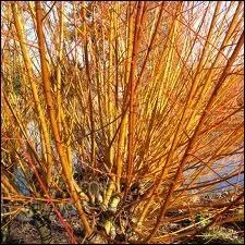 Quelle est cette varit qui illumine nos hivers ?