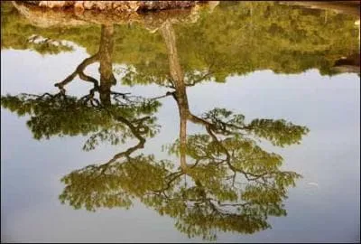 Quel pays compte 168 espces d'arbres contre 85 en Europe ?