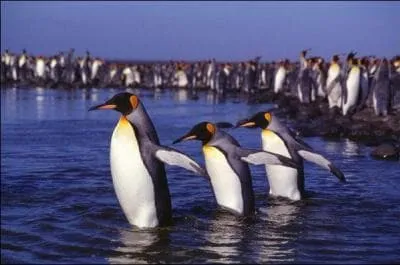 Combien d'espces de manchots existe-t-il ?