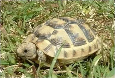 Combien d'heures faut-il en moyenne  une tortue pour faire 1500 mtres ?