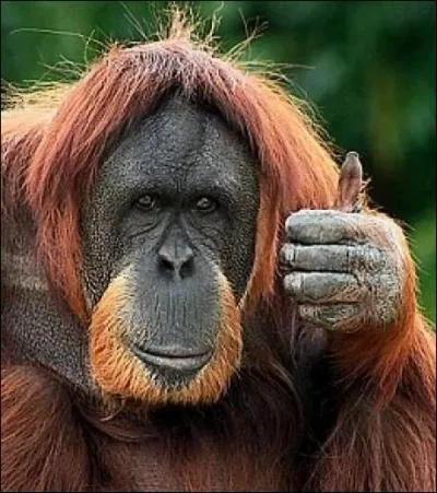 Quel sport Andr Pousse a-t-il pratiqu ? (Il a aussi fait acteur)