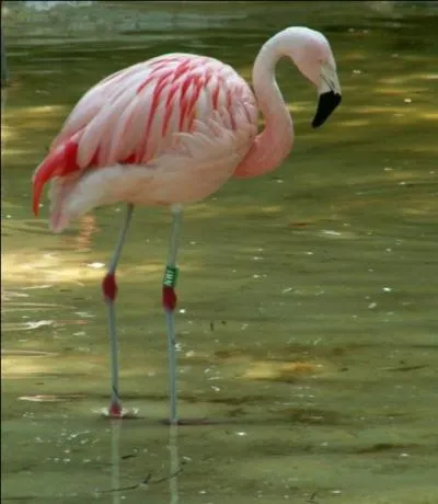 Quelle lettre devez-vous changer au nom de cet animal pour obtenir le nom de l'habitant d'une des trois communauts constitutionnelles belges ?