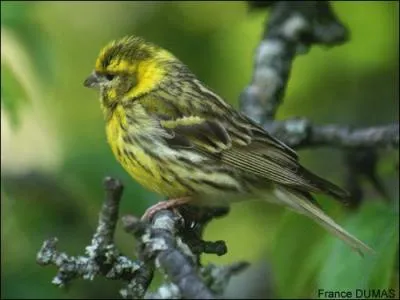 Par quelle lettre faut-il remplacer une de celles du nom de ce passereau, dont une des espces est appele  canari , pour obtenir le mot argotique dsignant une arme blanche ?