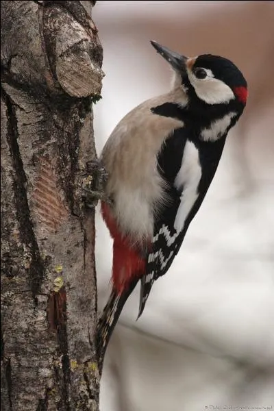 Pour obtenir le mot qui dsigne la glande mammaire des vaches, quelle lettre faut-il changer au nom de cet oiseau grimpeur qui cherche sa nourriture dans l'corce des arbres  coups de bec rpts ?