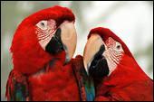 Les aras rouges sont des oiseaux très sociaux. Ils vivent dans les forêts tropicales américaines. Leurs plumes sont essentiellement ... .