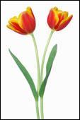 Dans le langage des fleurs la tulipe panachée signifie l'admiration. Celles-ci sont ... .