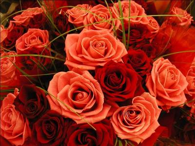 Qui ne souhaiterait se faire offrir ce magnifique bouquet de roses ... !