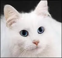 Comment Pelage de Neige meurt dans le Hors-Srie  La prophtie d'toile bleue  ?