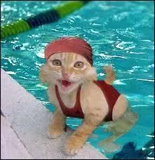 Qui sont les enfants d'toile de Feu ?