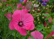 Quiz NE23 - Images de la nature
