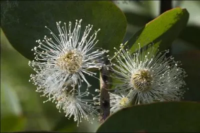 Les fleurs de cet arbre comprennent de nombreuses tamines. Que reconnaissez-vous ?