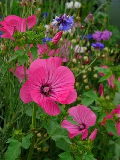 Elles fleurissent en t, en automne, et resplendissent.