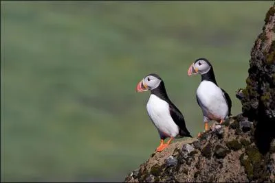 Quel est cet oiseau symbole de la Ligue pour la protection des oiseaux ?