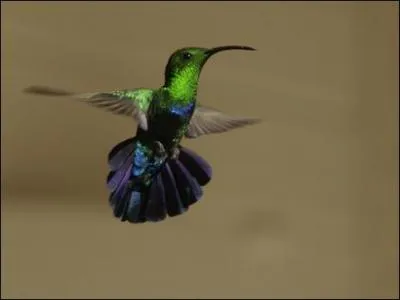 En brsilien, on appelle ce splendide petit oiseau  qui embrasse les fleurs . Sous quel nom le connat-on ?