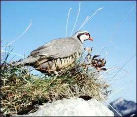  quelle famille appartiennent les bartavelles ?