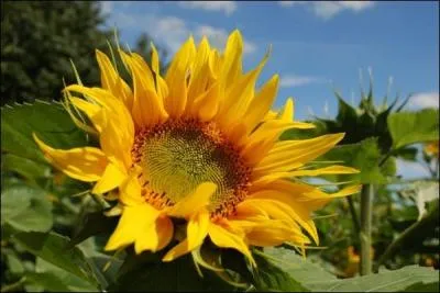 Comment s'appelle cette disposition qu'ont les tournesols  regarder vers l'est le matin, suivre le soleil dans la journe, regarder vers l'ouest le soir ?